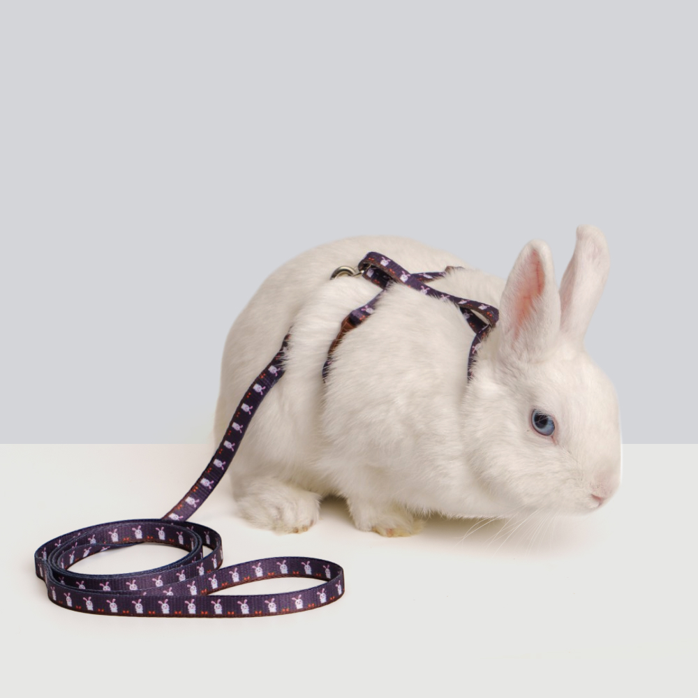 Petmax Комплект шлейкаповодок для грызунов Сплинтер 10mm 120cm коричневый 599₽