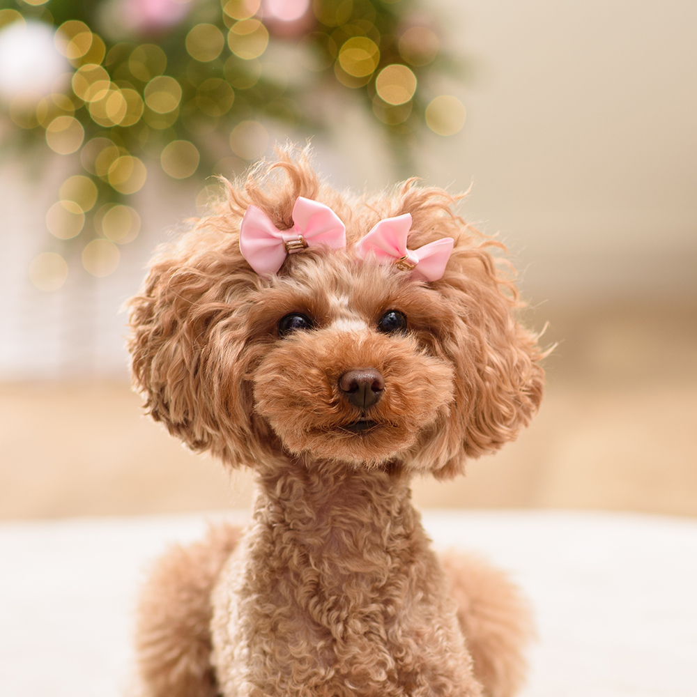 

Petmax Бантик для собак, 2 шт., 4х3,5 см, розовый