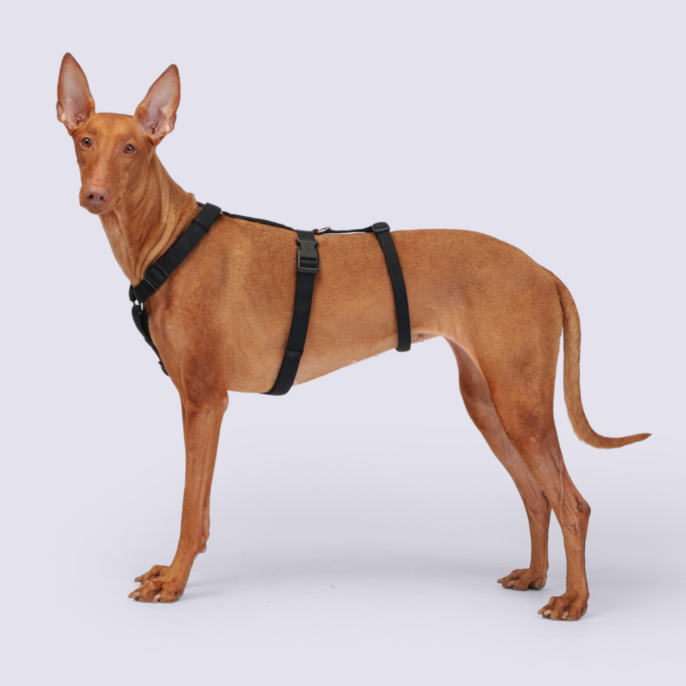 Rungo Шлейка Vario Soft Fix 20mmx60-90 cm черный 2165₽