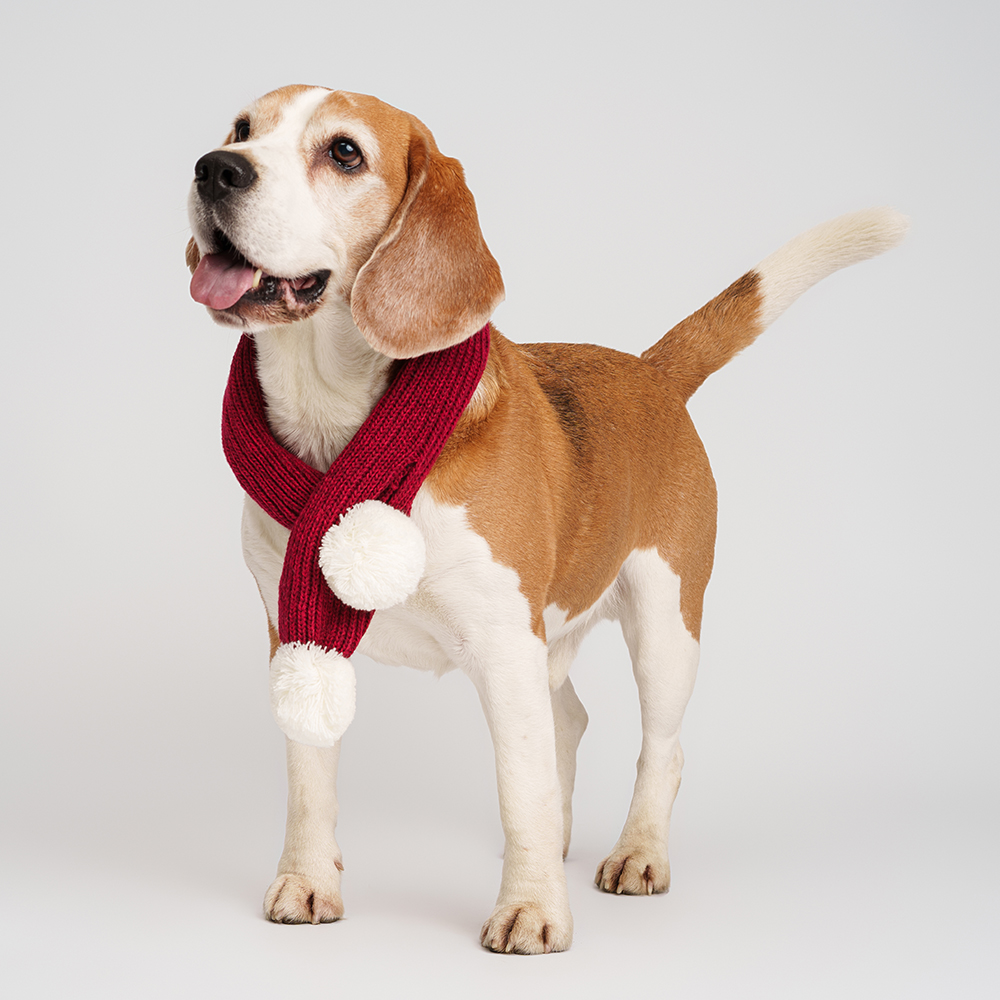 Rurri Шарф для собак 9х60 см красный 659₽