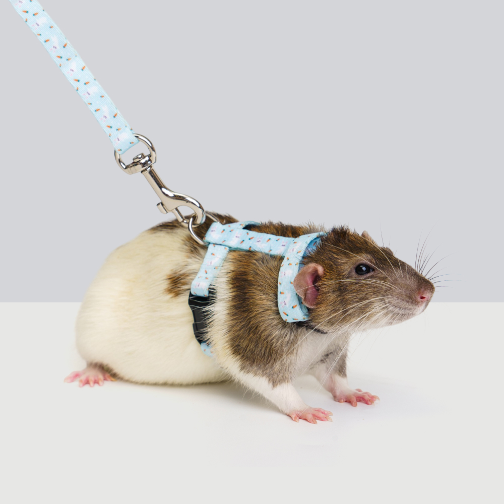 Petmax Комплект шлейкаповодок для грызунов Сплинтер 10mm 120cm голубой 599₽