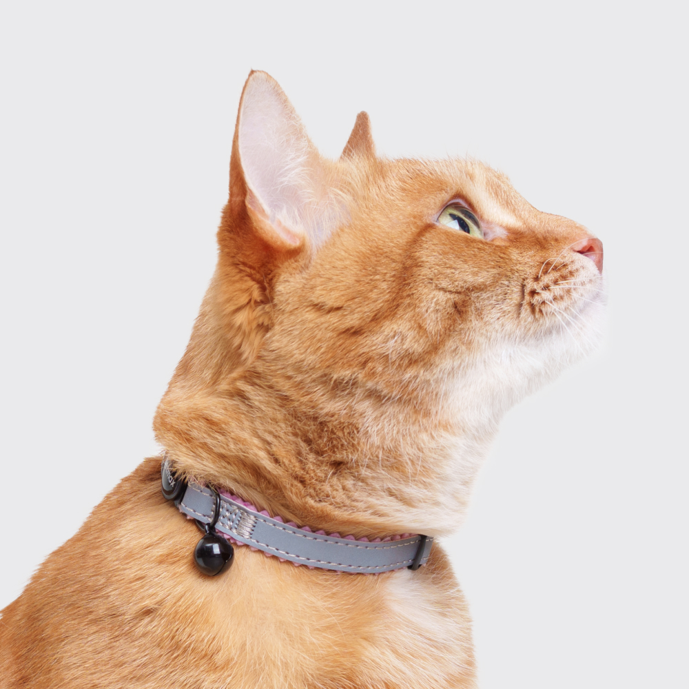 Petmax Ошейник для кошек Reflect обхват шеи 30 см ширина 1 см черно-розовый 259₽