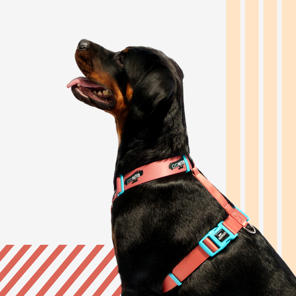 Rungo Шлейка для собак Easy Fit Wide, объем груди 85-120 см, ширина ремешка 3,8 см, априкот