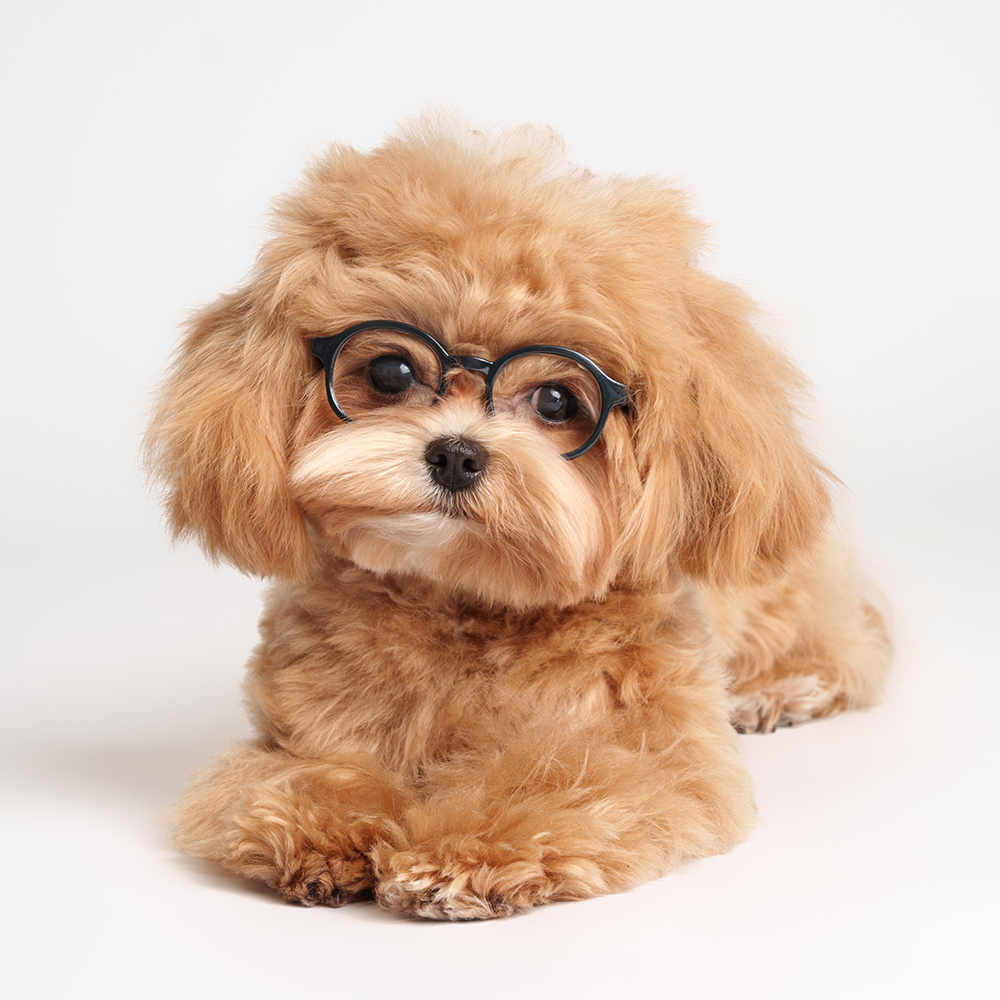 Rurri Очки профессора 455₽