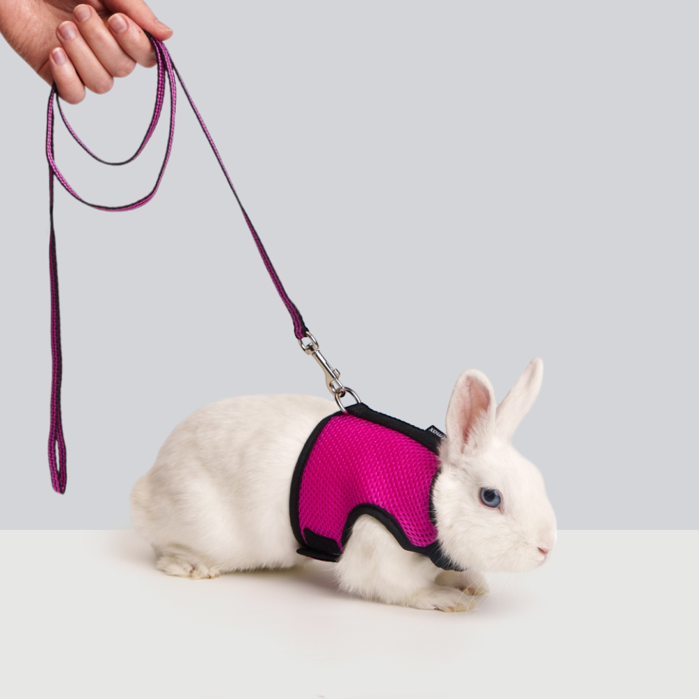 Petmax Комплект шлейкаповодок для грызунов Air Сплинтер грудь 10мм330мм 120см орхидея 739₽