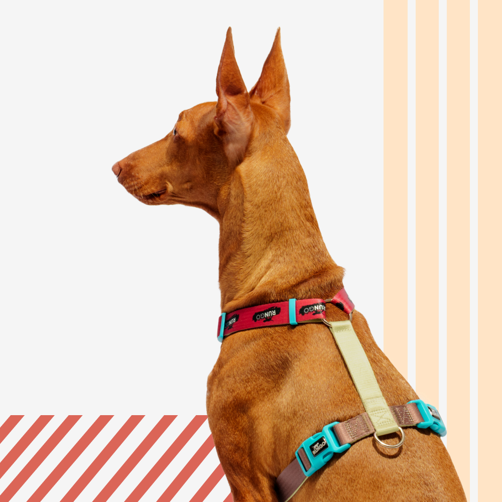 Rungo Шлейка для собак Easy Fit, объем груди 52-68 см, ширина ремешка 2,5 см, коричневый-зеленый