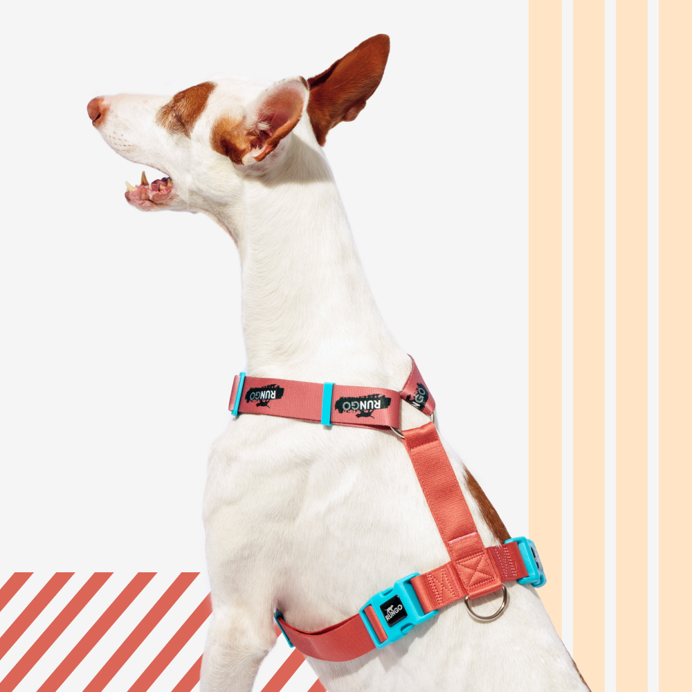 Rungo Шлейка для собак Easy Fit Wide, объем груди 62-90 см, ширина ремешка 3,8 см, априкот