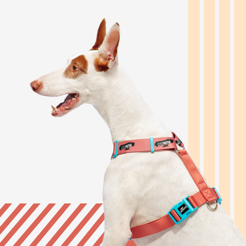 Rungo Шлейка для собак Easy Fit Wide объем груди 52-68 см ширина ремешка 38 см априкот 1867₽