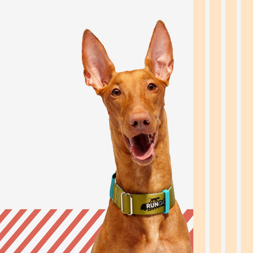 Rungo Ошейник для собак Мартингейл Wide объем шеи 41-55 см ширина ремешка 38 см голубой-зеленый 855₽