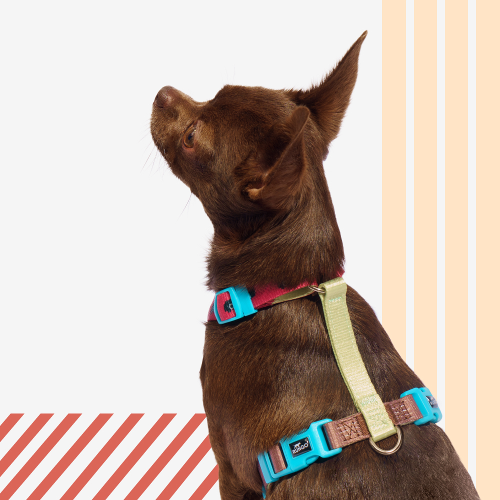 Rungo Шлейка Easy Fit XS 16mm 345-42cm коричневый-зеленый 715₽