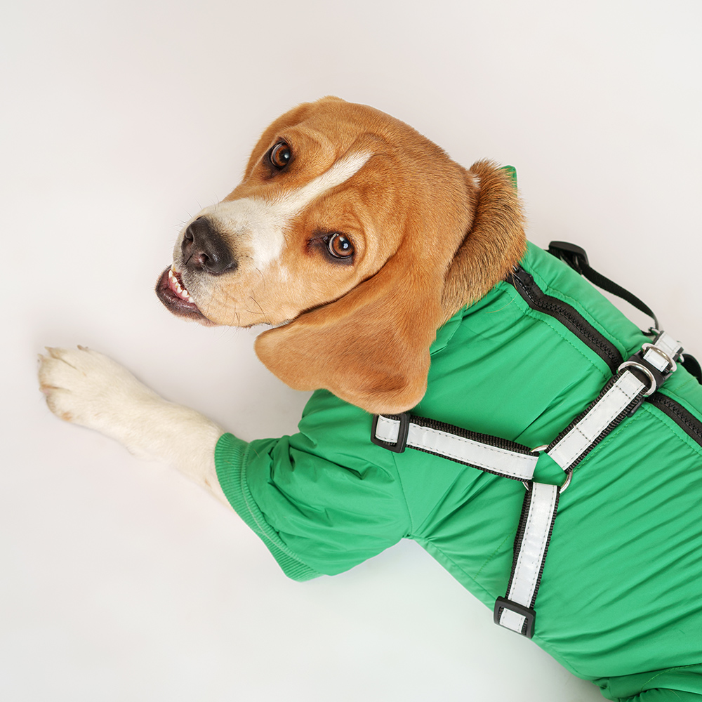 Petmax Комбинезон со шлейкой для собак 3XL девочка 2199₽