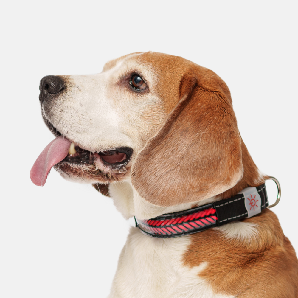 

Rungo Ошейник светящийся для собак, M, 41-51 см, черный