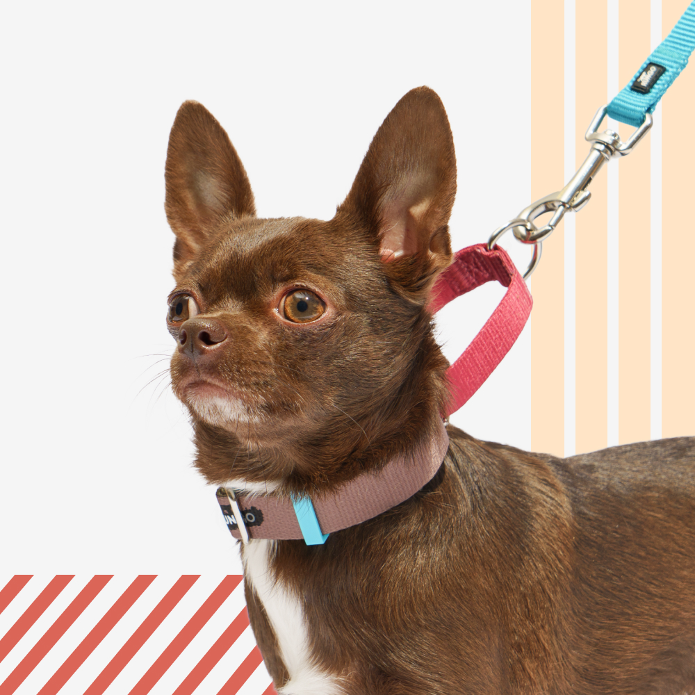 Rungo Ошейник Мартингейл S 20mm*27-35cm малиновый-зеленый