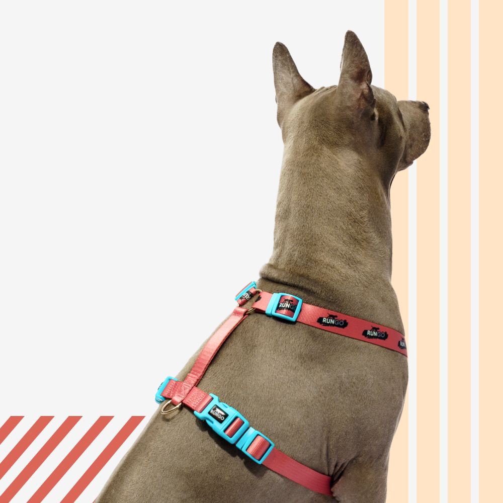 Rungo Шлейка для собак Easy Fit Wide, объем груди 62-85 см, ширина ремешка 2,5 см, априкот