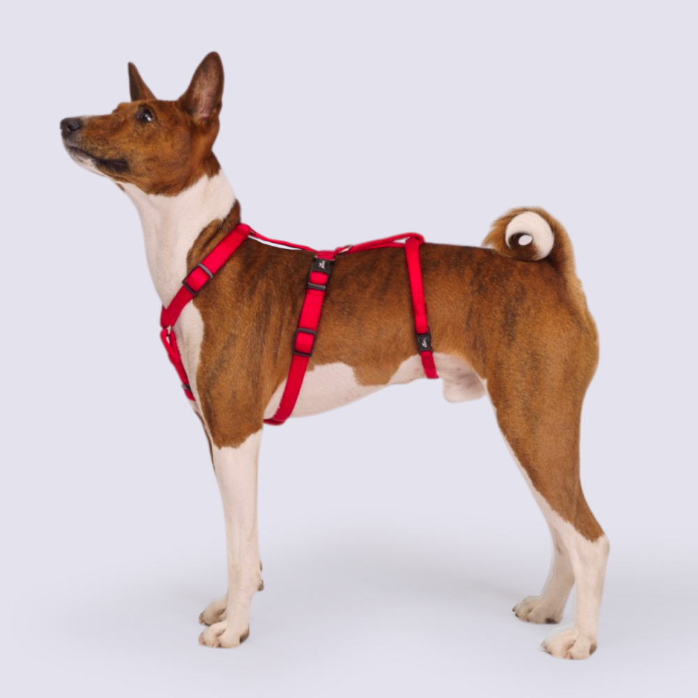 Rungo Шлейка Vario Soft Fix 10mmx30-60cm красный 1269₽