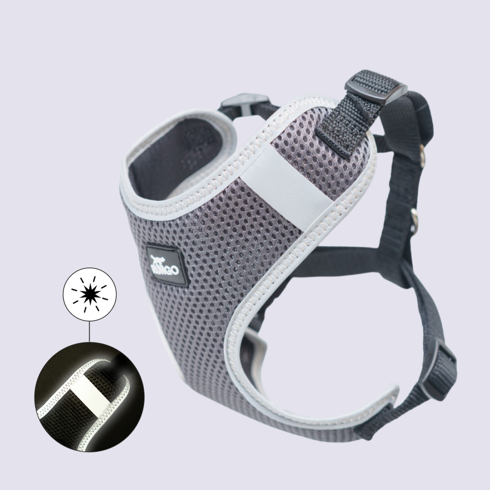 Rungo Шлейка Comfort XXS 10mm22-33cm черный 759₽